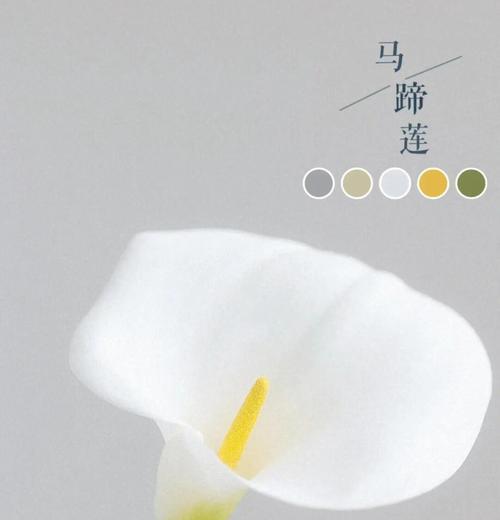 马蹄莲养护与装饰全攻略？如何提升家居艺术格调？