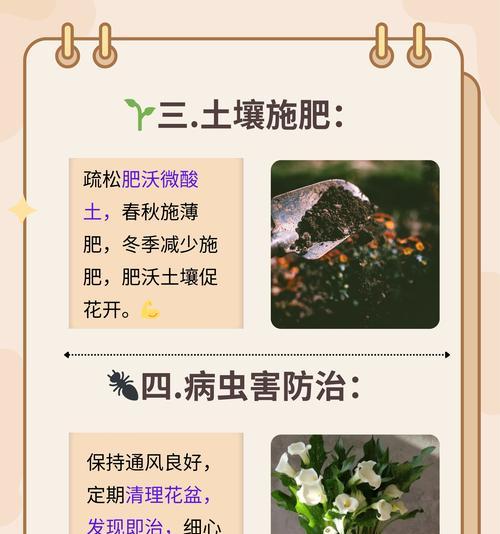 马蹄莲养护与装饰全攻略？如何提升家居艺术格调？