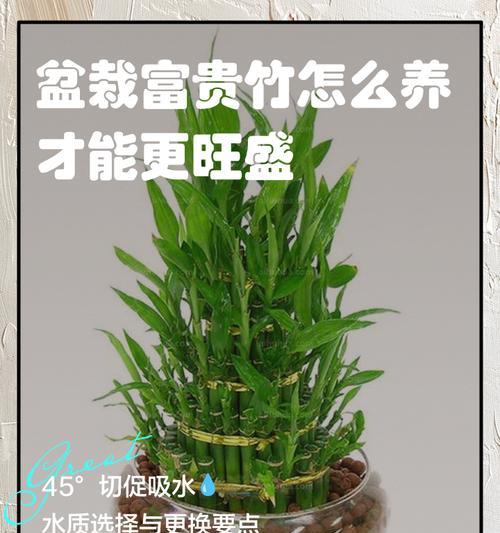 盆栽富贵竹怎么养？有哪些养护技巧？
