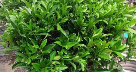 非洲茉莉冬季养护方法？如何安全过冬？