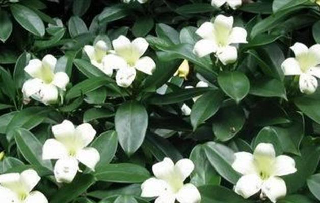 非洲茉莉冬季养护方法？如何安全过冬？