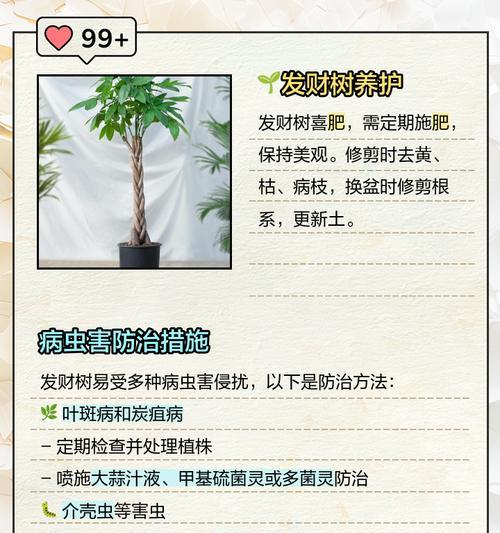 发财树养护指南？五个关键步骤助其茁壮成长？