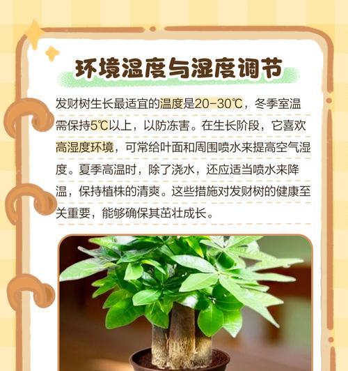 发财树养护指南？五个关键步骤助其茁壮成长？