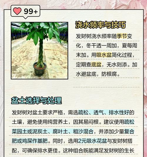 发财树养护指南？五个关键步骤助其茁壮成长？
