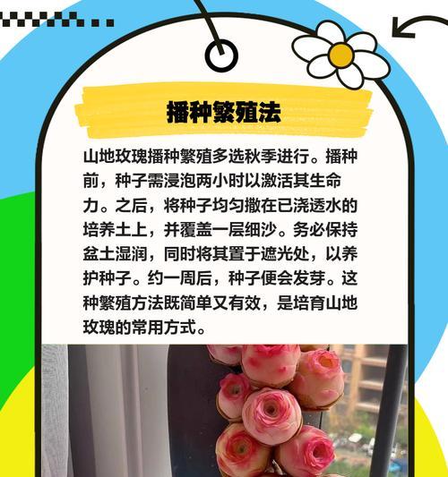 小山地玫瑰夏天需要完全断水吗？养护技巧是什么？