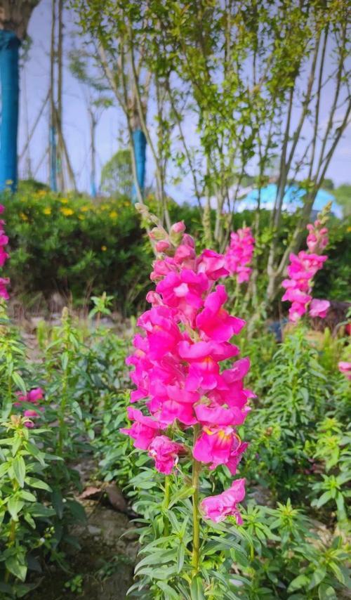 金鱼草种子能否开花？种植经验有哪些？