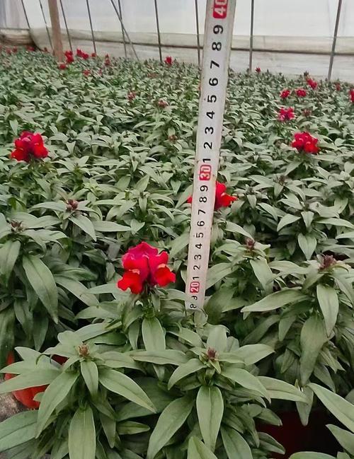 金鱼草种子能否开花？种植经验有哪些？