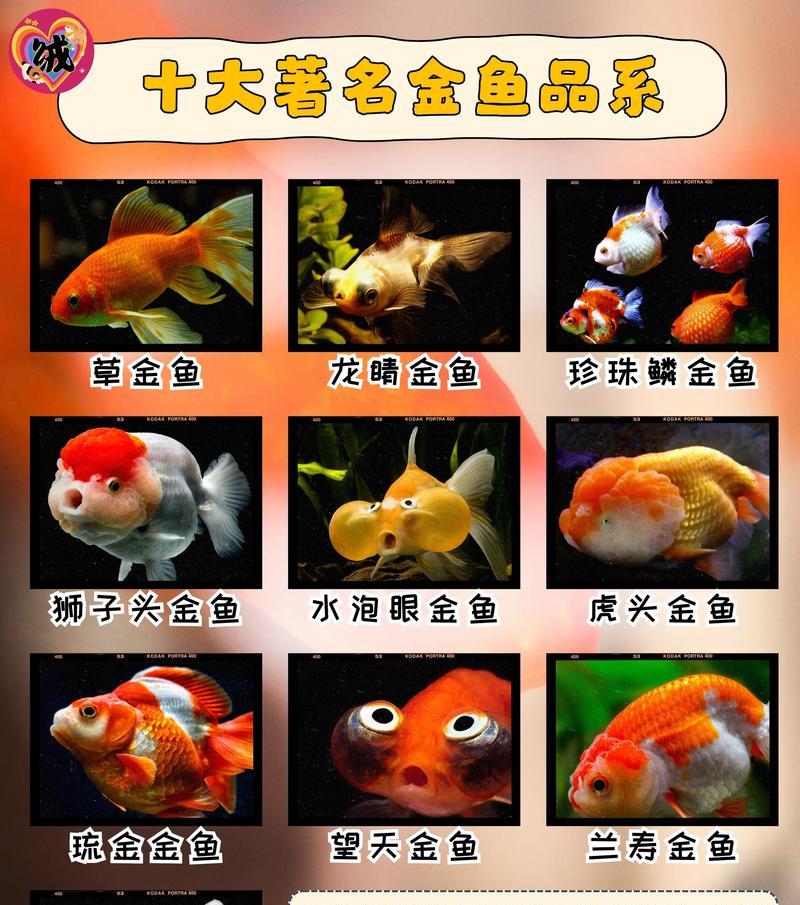 金鱼草种植密度一平米多少株？如何计算？