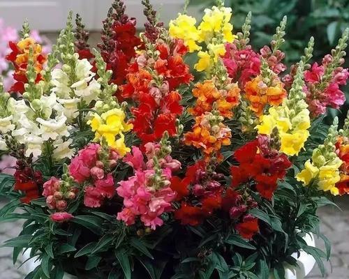 金鱼草种植密度一平米多少株？如何计算？