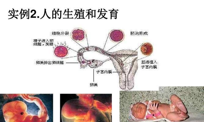 生物是如何繁殖的？有哪些繁殖方式？