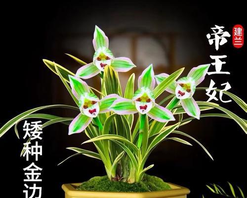 兰花界的“至尊之选”？哪种兰花香气如仙境？