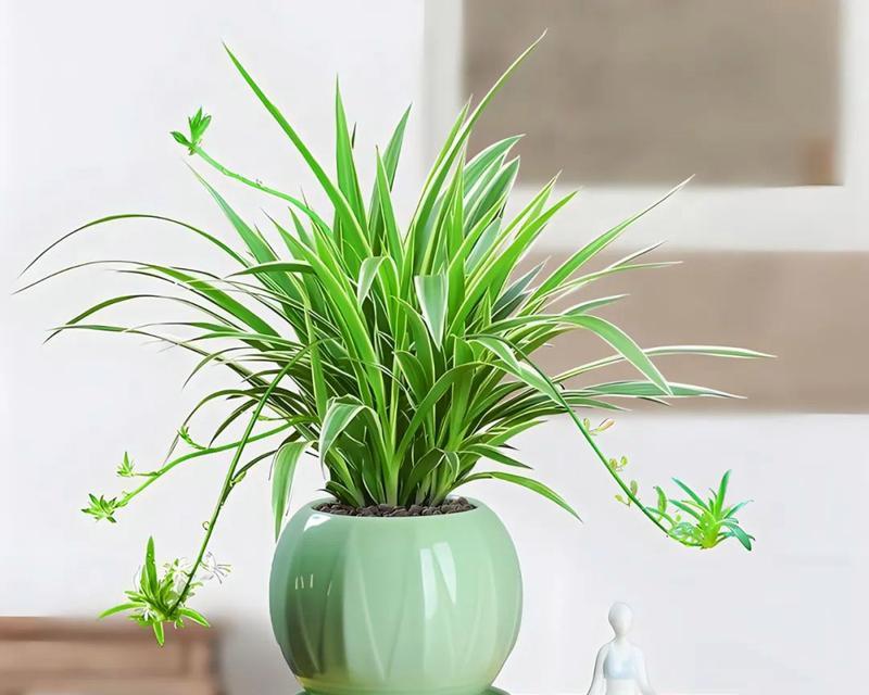 植物为什么吸收甲醛？哪些植物能帮助你？