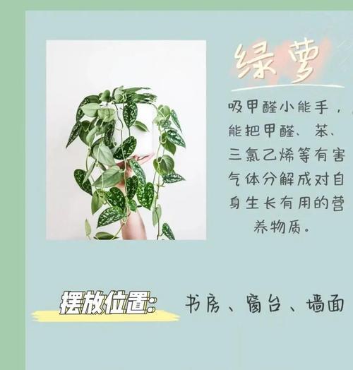 植物为什么吸收甲醛？哪些植物能帮助你？