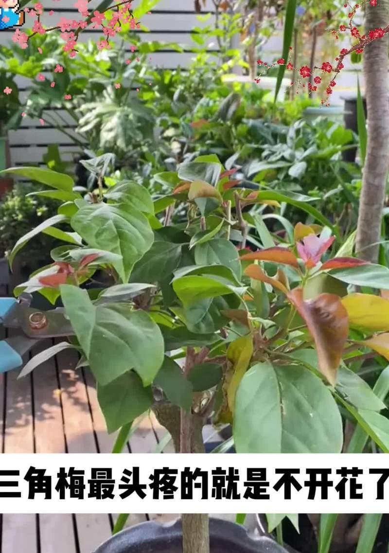 一叶兰开花全解析？如何促进开花？