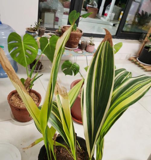 一叶兰开花全解析？如何促进开花？