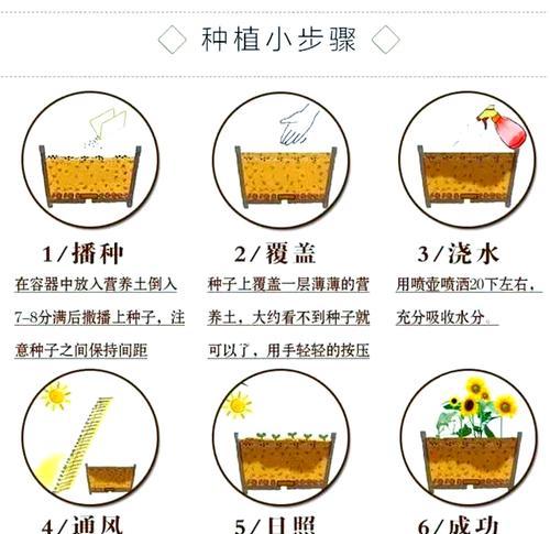 在家中成功种植太阳花的全攻略？需要哪些步骤？