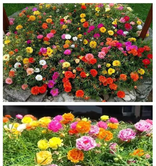 在家中成功种植太阳花的全攻略？需要哪些步骤？