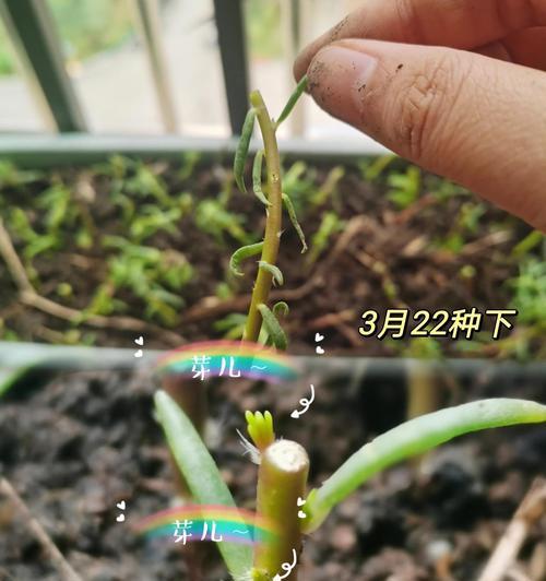 在家中成功种植太阳花的全攻略？需要哪些步骤？