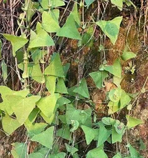 蛇最讨厌的6种植物？家里种什么蛇会绕道走？