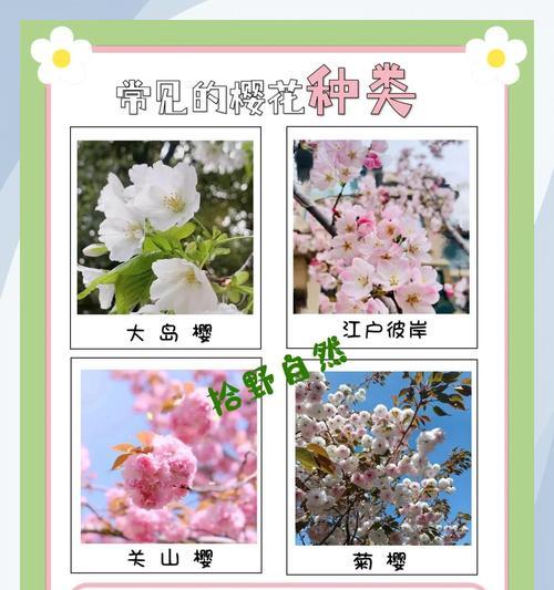 春日赏樱？樱花盛开的秘密与美丽是什么？