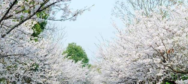 春日赏樱？樱花盛开的秘密与美丽是什么？
