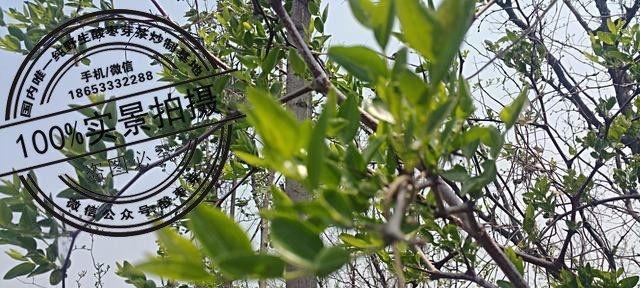 酸枣种植怎么催芽？有哪些有效方法？