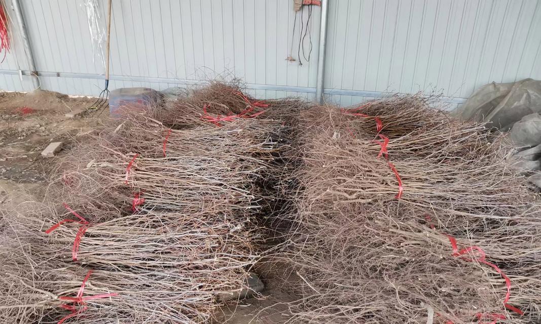 酸枣种植怎么催芽？有哪些有效方法？