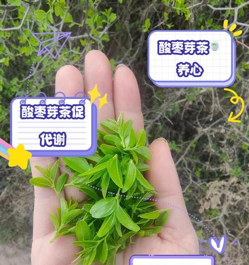 酸枣种植怎么催芽？有哪些有效方法？