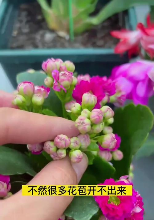 5月养长寿花“保命指南”？秋天如何爆花？