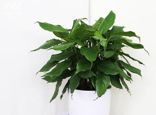 万年青花卉种苗？如何选择和养护？