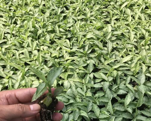 万年青花卉种苗？如何选择和养护？