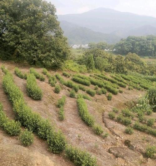 樱桃种子催芽技术有哪些高效方法？管理要点是什么？