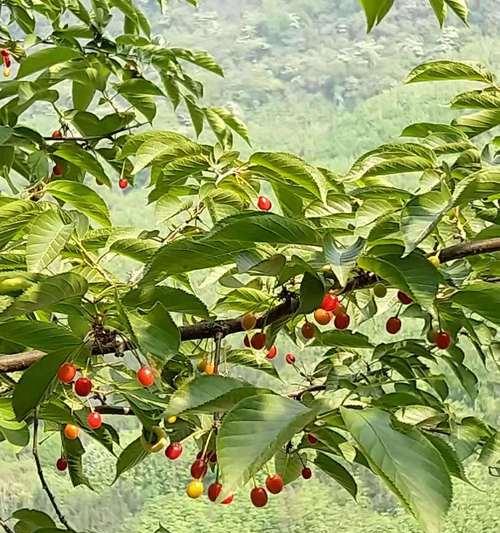 樱桃种子催芽技术有哪些高效方法？管理要点是什么？