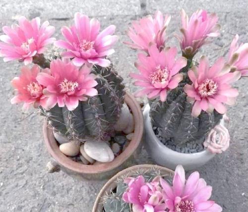 仙人掌的特点是什么？常见品种有哪些？需要多久才能开花？