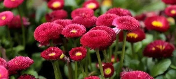 四川适合种植雏菊吗？种植方法是什么？