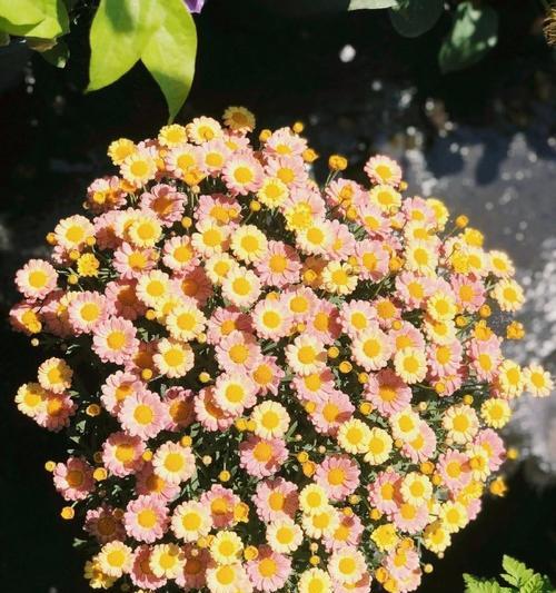 四川适合种植雏菊吗？种植方法是什么？