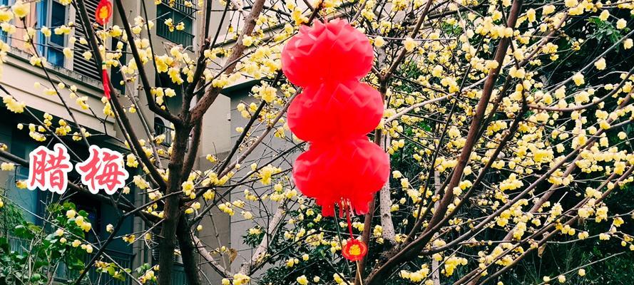 腊梅花几月开花？为何它比你还懂浪漫？