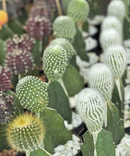 探秘仙人掌：有哪些你不知道的植物学秘密？
