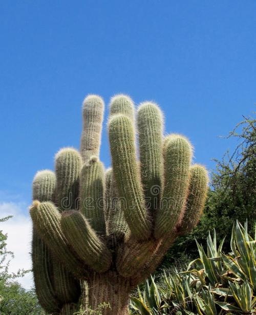 探秘仙人掌：有哪些你不知道的植物学秘密？