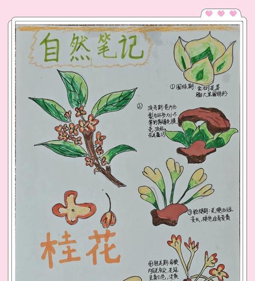 探究桂花鱼的生物学特性：其繁殖方式如何？