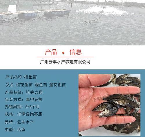 探究桂花鱼的生物学特性：其繁殖方式如何？