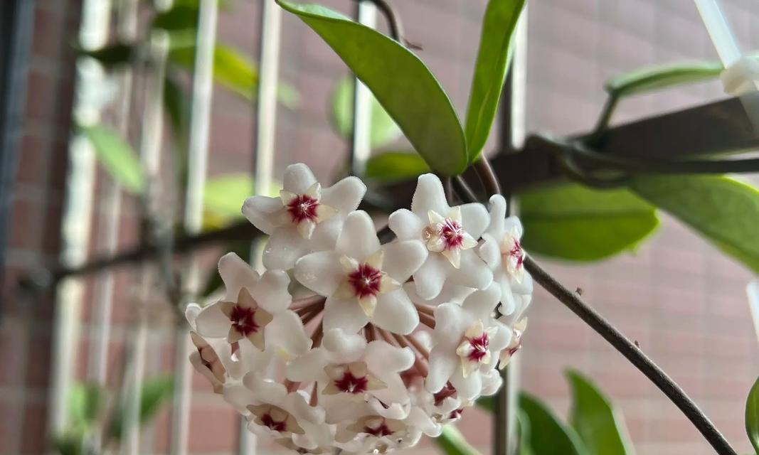 球兰为什么不开花？如何解决？