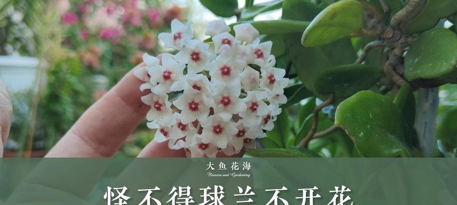 球兰为什么不开花？如何解决？