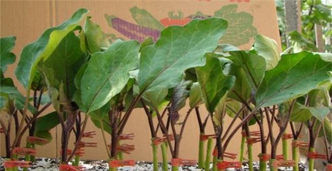 砧木种子催芽方法是什么？