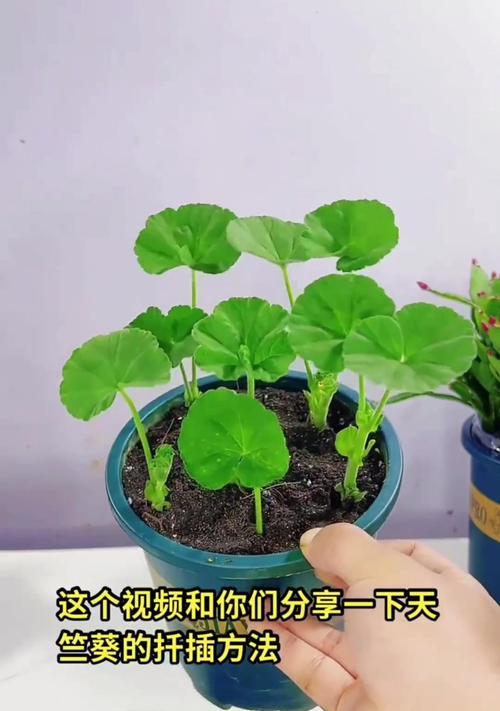 天竺葵快速扦插的方法与技巧是什么？