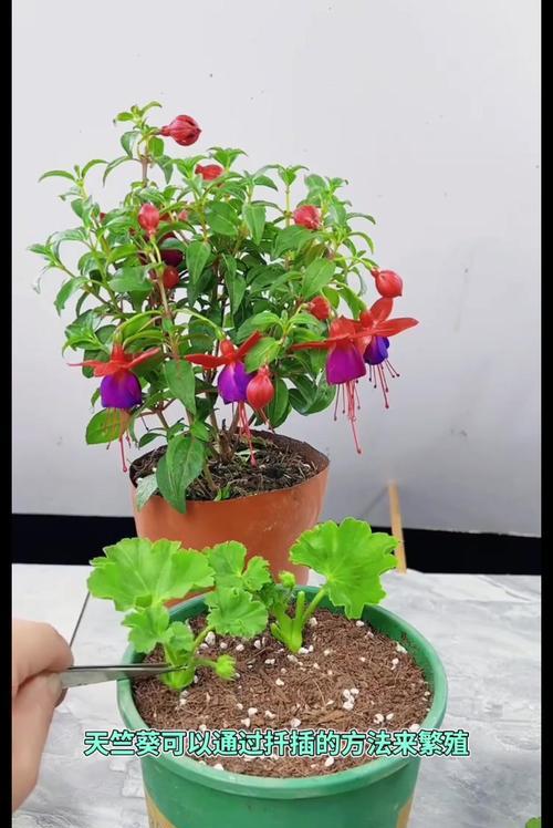 天竺葵快速扦插的方法与技巧是什么？