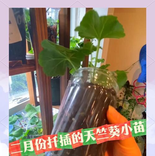 天竺葵快速扦插的方法与技巧是什么？