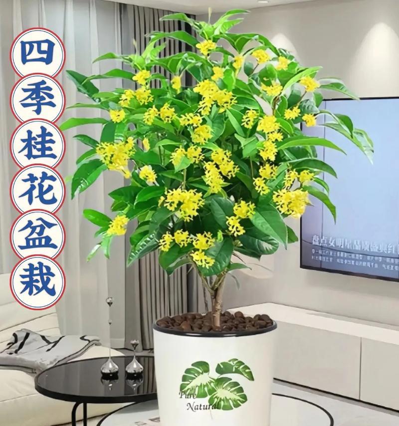 四季桂花树盆栽有什么特别之处？