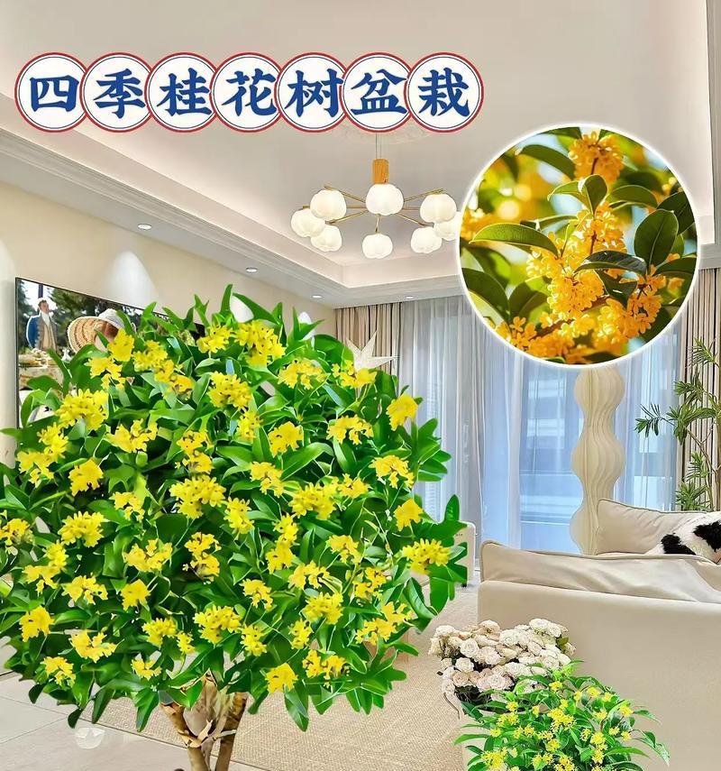 四季桂花树盆栽有什么特别之处？