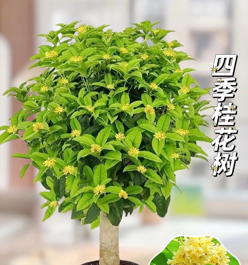 四季桂花树盆栽有什么特别之处？